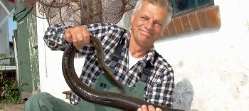 Kapitaler Fang: Elbfischer Lothar Buckow aus Jork-Wisch präsentiert den Riesen-Aal.  Foto Vasel
